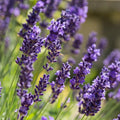 2 Provence Lavender Live Plants, Fragrant Lavender Flowering Herb Plants, 4-8" Tall, Well Rooted for Gardens, Containers and Landscaping