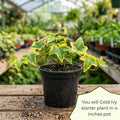 Gold Ivy Live Plant, Ivy Plant Live, 4 Inc Pot, 4-7 Inc Tall, Easy Care Trailing Indoor Houseplant for Hanging Baskets, Container Gardens