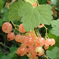 Golden Currant Live Fruit Plant, 6-12" Tall Starter Shrub for Garden, Patio, and Outdoor Spring Growing