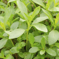 Stevia Plant 4" Pot, Live Stevia Herb Potted for Planting Outdoor Indoor Garden, Well Rooted
