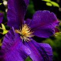 Clematis Vine Plant Live for Planting, Deep Purple Clematis Plant Live in 2.5 Inches Pot, Clematis Flowers Perennial
