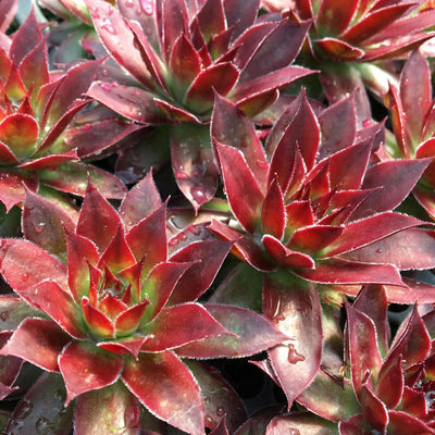 1 Hens and Chicks Succulent Plants Live Outdoor 2.5 Inch Container, Ornamental Hens & Chicks Plant Live Houseplant to Grow