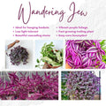 02 Pots Tradescantia Wandering Jew Plants Live Houseplants in 2" Pot, Starter Plants, Mix Purple and Pink Color