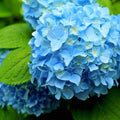 Hydrangea Bush Tree Live Plant, 6 to 12 Inches Tall, Blue Hydrangea Shrub Plant Live Garden
