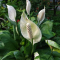 Live Peace Lily Plant, Live Indoor Flowering Houseplant, White Flower, 5-9 Inches in Height, 4 Inch Pot for Planting