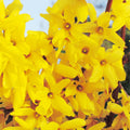 Lynwood Forsythia Plant Live, Gold Forsythia Shrub Well Rooted from 4 to 7 Inches Height, Fragrant and Vibrant Yellow Lynwood Bush, 4 Inches Pot