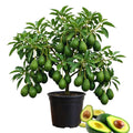 Avocado Tree Plant Live, Sweet Fruit Plant, 6 Inch Tall