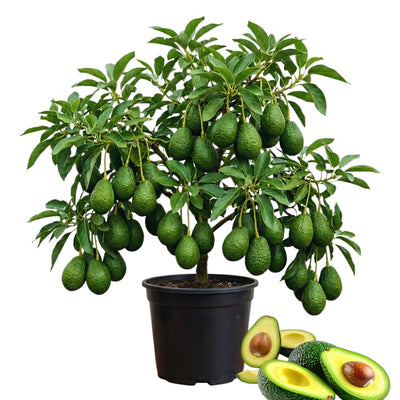 Avocado Tree Plant Live, Sweet Fruit Plant, 6 Inch Tall