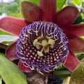 2 Abundant Bloom Deep Red Passion Flower Plants Live, Passiflora Live Plant for Trailing, Climbing Trellis Outdoor, 5-9" in Tall, Perennial, Fragrant