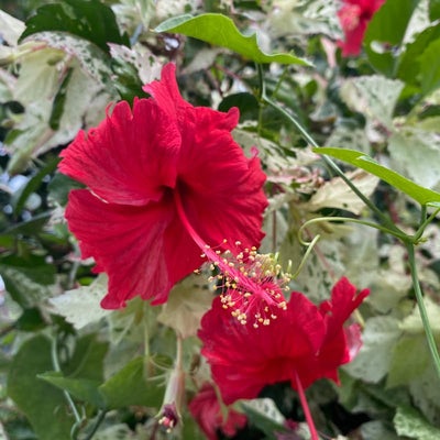 2 Variegated Red Hibiscus Plants, 3-5 Inch Tall Starter Plants - Live Hibiscus Flower Plants for Outdoor Garden, Patio, and Container Growing