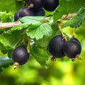 1 Black Velvet Gooseberry Plant Live, Black Gooseberry Bush Live Plant for Planting Your Garden, Gooseberry Shrub Starter Plant 5-9 Inc Tall