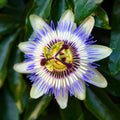 Passion Flower Plant for Planting, 4" Pot, White Blue Passion Flower Vine Tree Indoors Outdoors