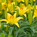 2 Yellow Lily Bulbs, Lily Flower Bulbs, Lily Bulbs for Spring Planting, Lilies Bulbs, Spring Flower Bulbs, Grow Well Indoor Outdoor