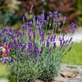2 Phenomenal Lavender Live Plants, Fragrant Lavender Flowering Herb Plants, 4-8" Tall, Well Rooted for Gardens, Containers and Landscaping