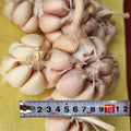 1 Pound Hard Neck Garlic for Planting in Fall, Big Garlic Bulb for Planting, Fresh and High Yield, Cold Hardy, Planting Softneck Hardneck
