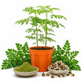 2PPP Moringa Plants Live, Malunggay Trees 5-8 Inches Tall