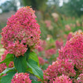 6"-1 Feet Light Pink to White Hydrangea Bush Plant Tree Live Shrub, Dormant, Starter Plant, Change Color, Cold Hardy Variety