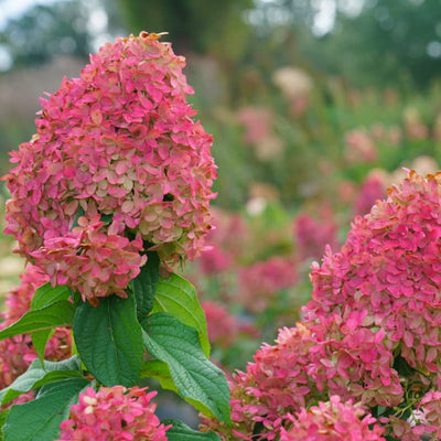 6"-1 Feet Light Pink to White Hydrangea Bush Plant Tree Live Shrub, Dormant, Starter Plant, Change Color, Cold Hardy Variety