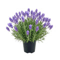 French Lavender Herb Live Plant, Fragrant Purple Lavender in Quart Pot for Patio, Balcony, Indoor or Outdoor Planting