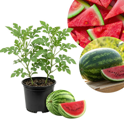 2PPP Sweet Watermelon Live Vine Plant, Watermelon Fruit Plant Live 4-7" Tall in 4" Pot, Red Sweet Fruit, Fast Growing Outdoor Garden Plant