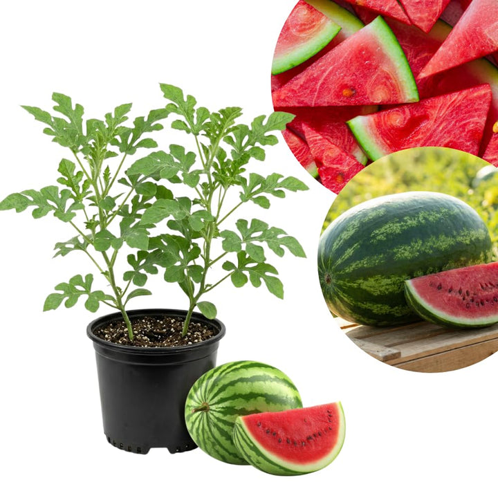 2PPP Sweet Watermelon Live Vine Plant, Watermelon Fruit Plant Live 4-7" Tall in 4" Pot, Red Sweet Fruit, Fast Growing Outdoor Garden Plant