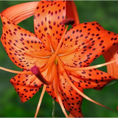 10 Turk Cap Lily Bulbs for Planting, Tiger Lily Like, Vibrant Orange Flower, Spring Bloom, Year-Round Planting