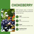 Black Chokeberry Plant, Chokeberry Plant Live, 5-9 Inc Tall, Hardy Fruit Tree for Outdoor Garden