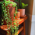 Variegated String of Pearls Plant Live, Trailing Succulent Vine Plant Live, 4 Inches Pot