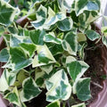 Variegated Ivy Plant Live, Trailing Ivy Plant 4'' Pot, Climbing Houseplant for Growing Indoor Outdoor
