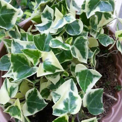 Variegated Ivy Plant Live, Trailing Ivy Plant 4'' Pot, Climbing Houseplant for Growing Indoor Outdoor