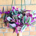 Tradescantia Nanouk Plant, Pink Wandering Jew Live Plant, Inch Plant Live for Planting, 4 Inc Pot, Wandering Jew Plant Live