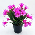 Pink Easter Cactus Live Plant, Hardy Perennial Easter Cactus, Vibrant Pink Blooming Spring Cactus, Indoor Houseplant, Flowering Holiday Cactus, 4–6 Inch Tall