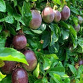 2 High Yield Passion Fruit Plants Live, Purple Climbing Passion Vine Tree Live Plant for Outdoor Growing, 5-9" in Tall, Fast Growing Perennial Sweet and Edible Fruits