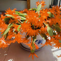 Orange Easter Cactus Plant Live, 4 Inc Pot, House Plant Live, Holiday Cactus Plants Indoor Outdoor Gardening