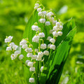 10 Lily of The Valley Flower Bulbs, Fragrant White Lily Flowers Bulbs, Lilies of The Valley Bulbs Perennial for Planting Outdoors