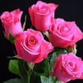 Rose Plant Live in Pot for Planting, Fragrant Roses Flowers, Summer Blooming Ornamental Garden Shrub (Pink Rose)