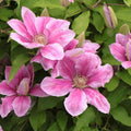 Pink White Clematis Vine Live Plant Clematis Flower Perennial Starter Plant in 2.5 Inches Pot