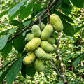 2 Pawpaw Trees Live Plants, Home Garden Fruit Tree, 4-6 Inch Tall