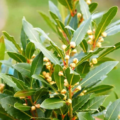 Bay Leaf Laurel Tree Live Plant, 8-10" Sweet Bay Laurus Nobilis for Indoor or Outdoor Growing, Culinary Bay Leaf Plant