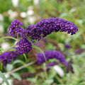 Butterfly Bush Plant, Fragrant Buddleia Shub, Spring-Flowering Butterfly Bush 5-8 Inches (Dark Purple)