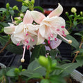 Pack 2 Fuchsia Plants Live, Vibrant Fuchsias Hanging Flowering Plant 3-5 Inches, Gardens, Patios, and Indoor Growing (White Flowers)