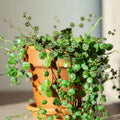 String of Turtles Live Plant, Rare Succulent Houseplant Indoor Home Decoration