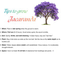 Purple Blue Jacaranda Tree Live Plant Potted, 8 Months Old Jacaranda Mimosifolia Plants for Outdoor Planting, 8 to 10 Inc Tall from Bottom Pot, Well Rooted Seedling