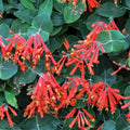 Dropmore Scarlet Climbing Honeysuckle Plant Live, Fragrant Honeysuckle Plants Vine Bushes in 2.5 Inch Pot
