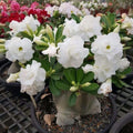 Desert Rose Live Plant, Adenium Desert Rose 4-8'' Tall, Hardy Flowering Succulent for Indoor Outdoor Gardens (White Flowers)