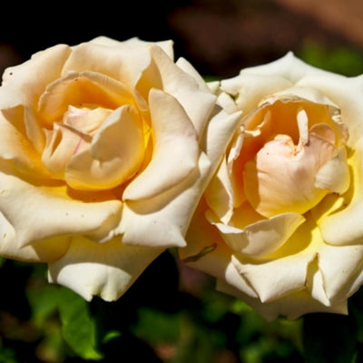Fragrant Rose Plant Live Bush Shrub or Climbing, Old-Fashioned Roses Summer Rebloomer in 2.5 Inch Pot, Lanscape Rose Plant (Assorted) (Creamy Yellow)