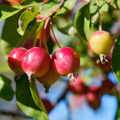 Crabapple Tree Live Plant 6 to 10 Inch Tall, Crabapple Plant Live Well Rooted Starter Plant Zones 4 to 9