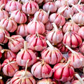 1 Lb Garlic Bulbs for Planting, 8 Hardy Garlic Bulbs for Planting Home Vegetable Garden or Raised Beds, Hardneck Garlic Bulbs