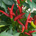 Long Thin Red Pepper Plant Live in 2.5 Inch Pot for Planting Outdoor