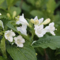 White Weigela Live Plant, 4 Inch Pot Plant for Garden, Weigela Plant for Outdoor Garden